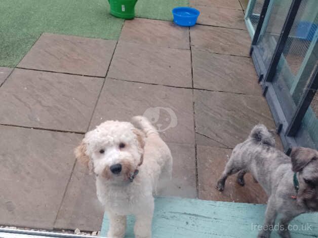 Beautiful cockapoo for sale in Chatteris, Cambridgeshire - Image 3