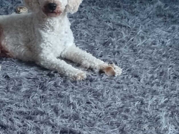 Beautiful cockapoo for sale in Chatteris, Cambridgeshire - Image 4