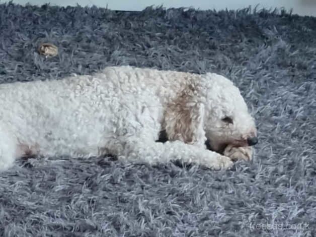 Beautiful cockapoo for sale in Chatteris, Cambridgeshire - Image 5