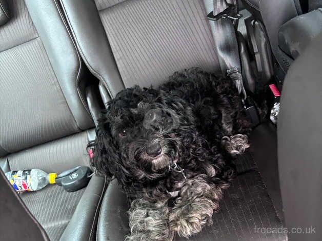 Beautiful cockapoo for sale in Tiverton, Cheshire - Image 2