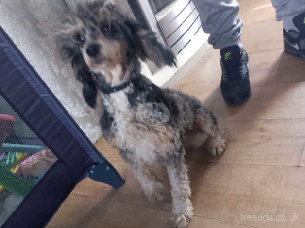 Beautiful cockapoo for sale in Driffield, Gloucestershire