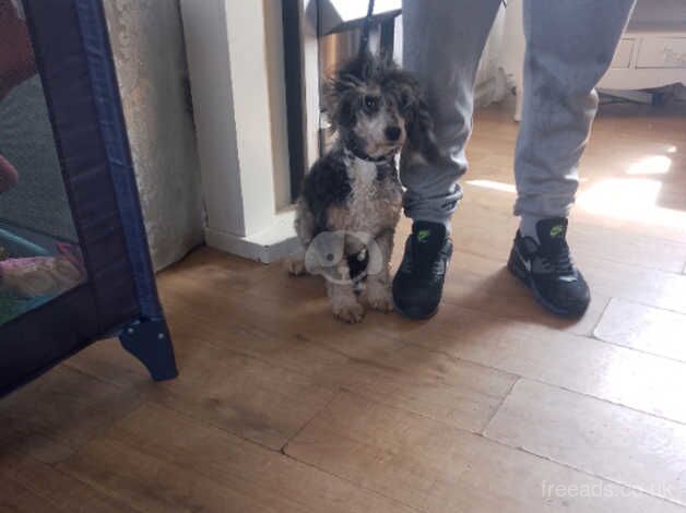 Beautiful cockapoo for sale in Driffield, Gloucestershire - Image 3