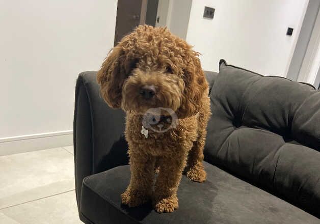 Beautiful Cockapoo needs re homing for sale in Halifax, West Yorkshire - Image 3