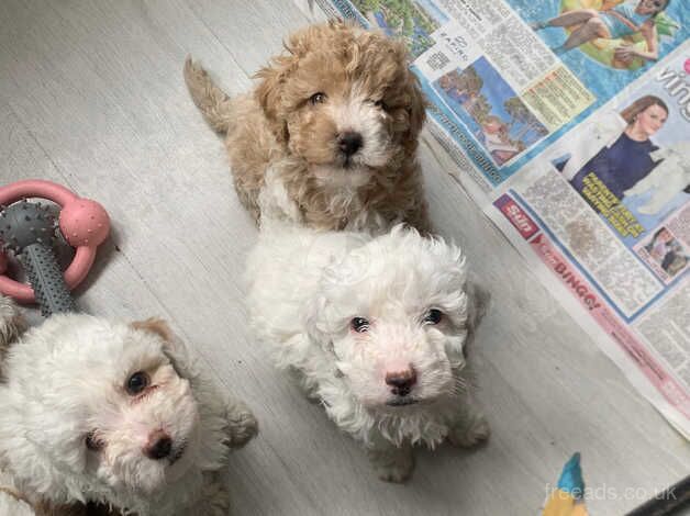 beautiful cockapoo puppies 1 girl left fully vaccinated for sale in Gravesend, Hertfordshire - Image 2