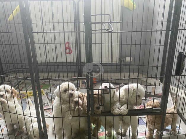 beautiful cockapoo puppies 1 girl left fully vaccinated for sale in Gravesend, Hertfordshire - Image 4