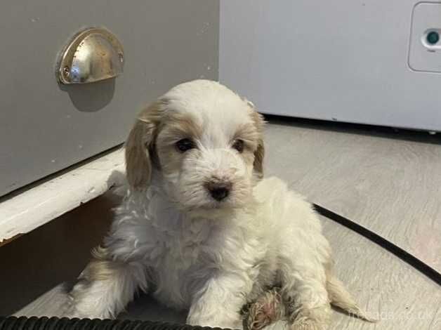 beautiful cockapoo puppies 1 girl left fully vaccinated for sale in Gravesend, Hertfordshire - Image 5