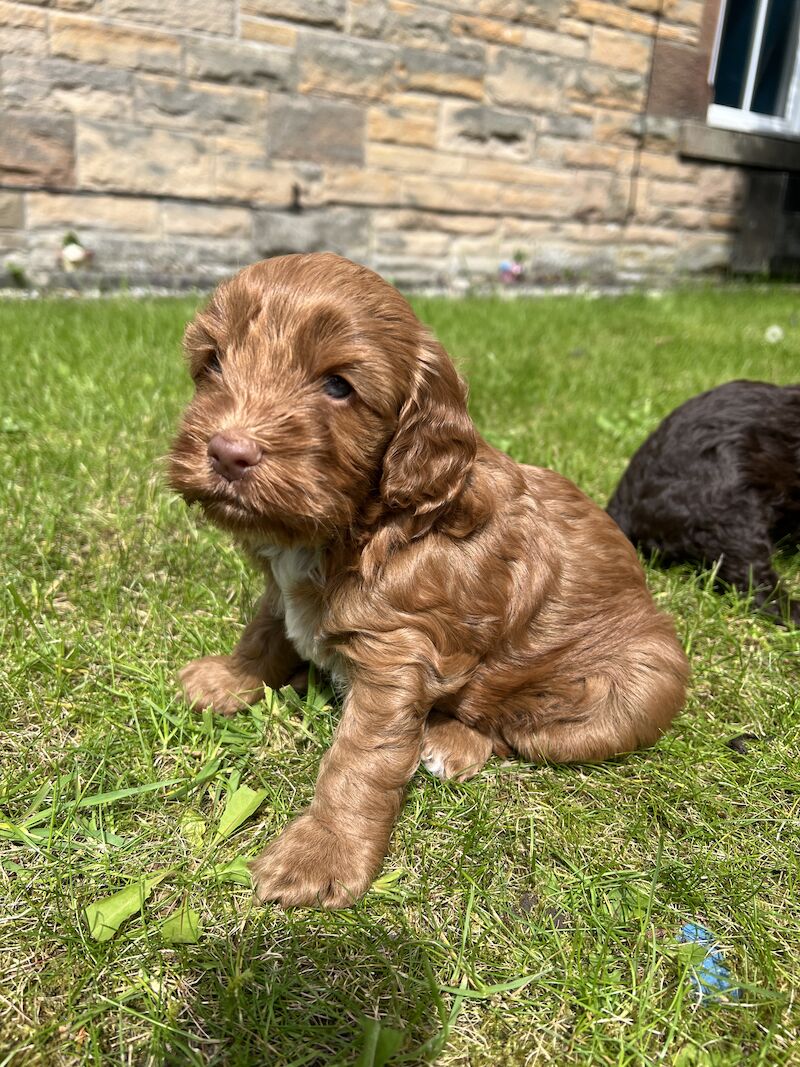 Beautiful Cockapoo Puppies *2 Left* for sale in Scottish Borders