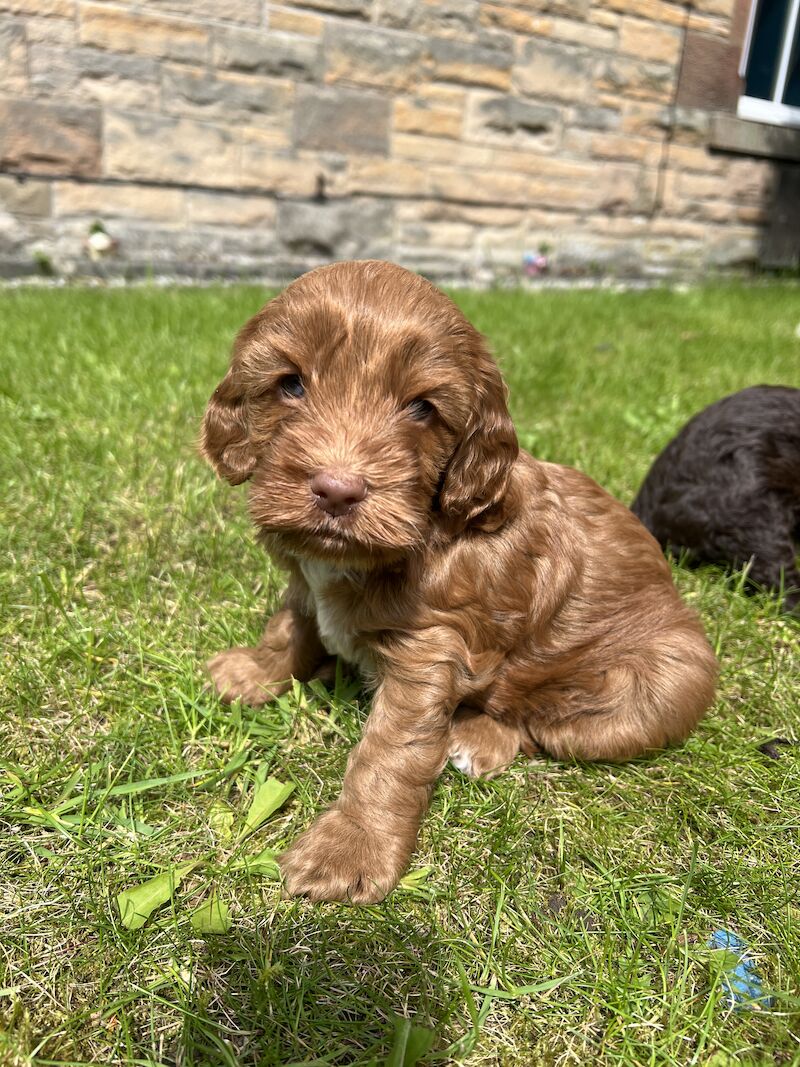 Beautiful Cockapoo Puppies *2 Left* for sale in Scottish Borders - Image 2