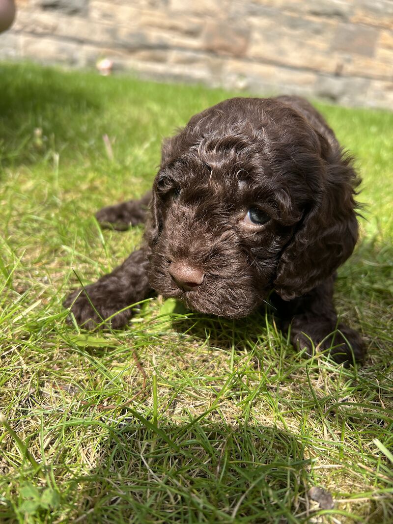 Cockapoo Puppies for sale in Scottish Borders