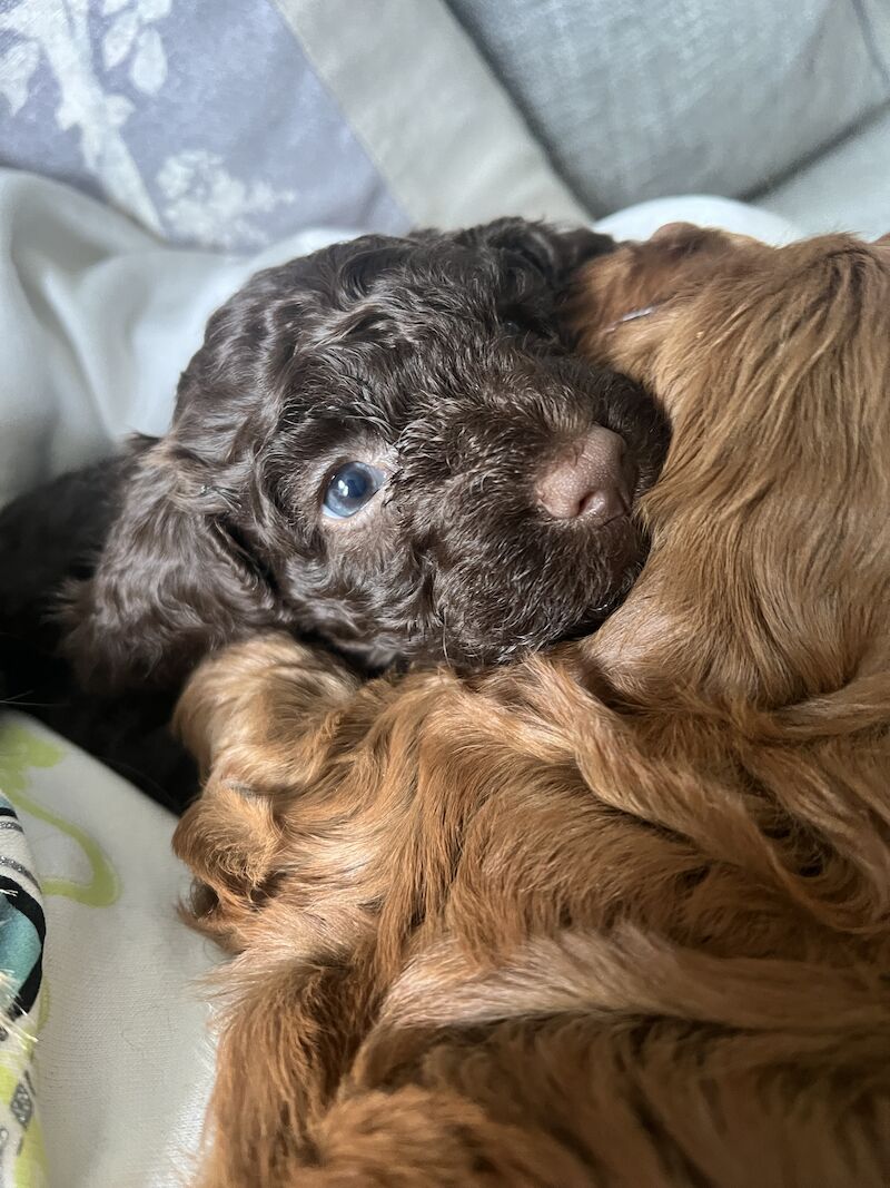 Cockapoo Puppies for sale