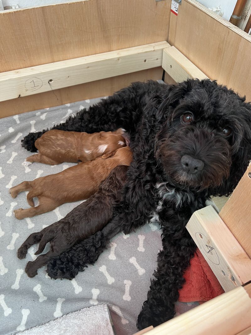 Beautiful Cockapoo Puppies *2 Left* for sale in Scottish Borders - Image 5