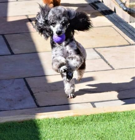 Beautiful Cockapoo puppies for sale in Ashbourne, Derbyshire