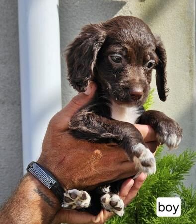 Beautiful cockapoo puppies for sale in Carlton in Cleveland, North Yorkshire - Image 2