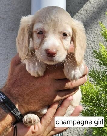 Beautiful cockapoo puppies for sale in Carlton in Cleveland, North Yorkshire - Image 3