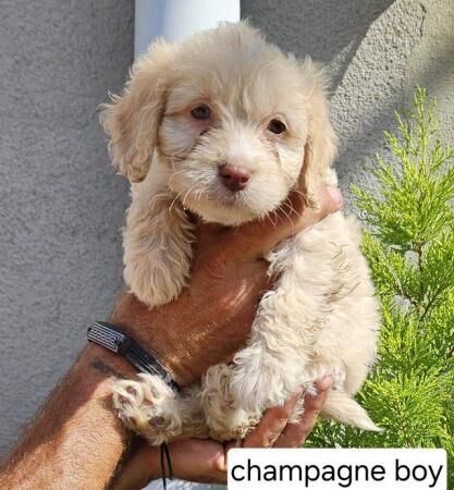 Beautiful cockapoo puppies for sale in Carlton in Cleveland, North Yorkshire - Image 4