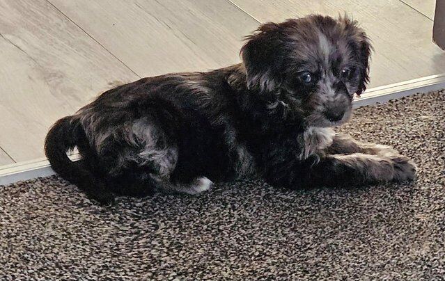 Beautiful cockapoo puppies for sale in Carlton in Cleveland, North Yorkshire - Image 5