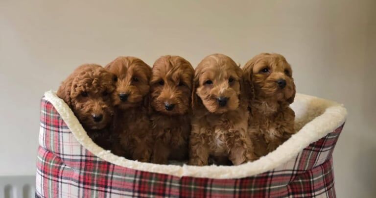 Beautiful Cockapoo Puppies for sale in Banbridge, County Down