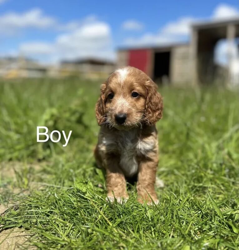 Beautiful Cockapoo puppies for sale in Upwell, Norfolk - Image 1