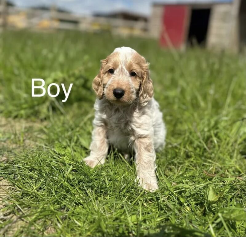 Beautiful Cockapoo puppies for sale in Upwell, Norfolk - Image 2