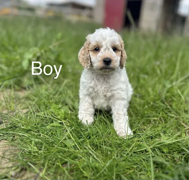 Beautiful Cockapoo puppies for sale in Upwell, Norfolk - Image 3