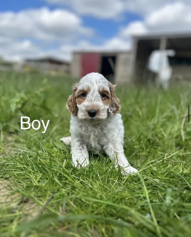 Beautiful Cockapoo puppies for sale in Upwell, Norfolk - Image 4