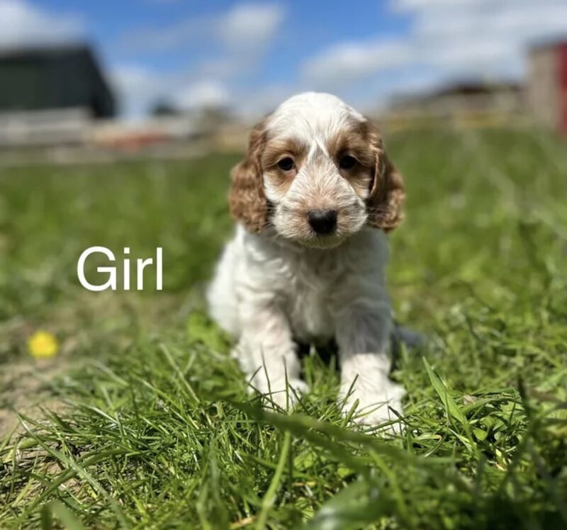 Beautiful Cockapoo puppies for sale in Upwell, Norfolk - Image 5