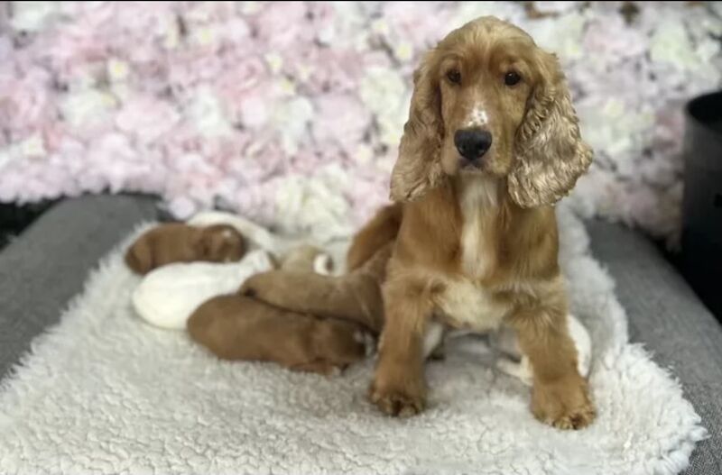 Beautiful Cockapoo puppies for sale in Upwell, Norfolk - Image 6