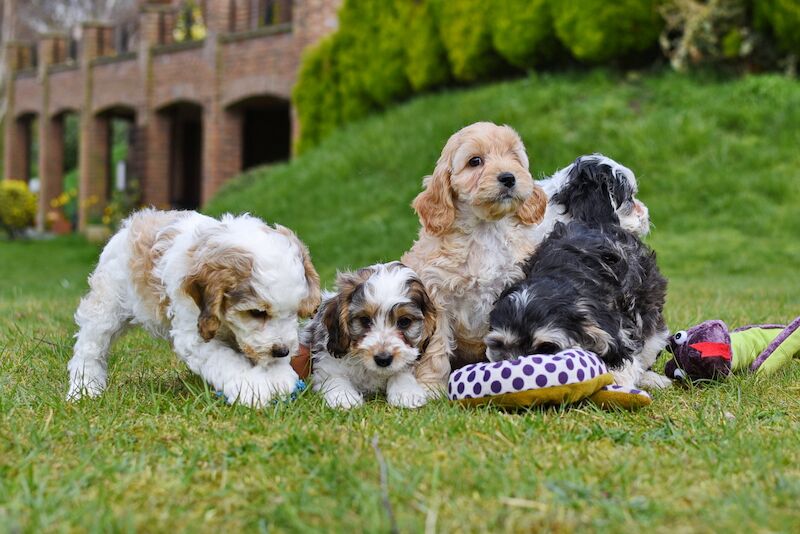 Cockapoo Puppies for sale in LN1 2JT