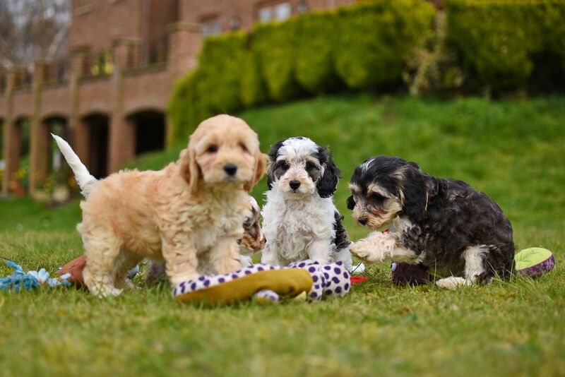 Cockapoo Puppies for sale