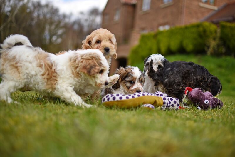 Beautiful Cockapoo Puppies for sale in LN1 2JT - Image 7