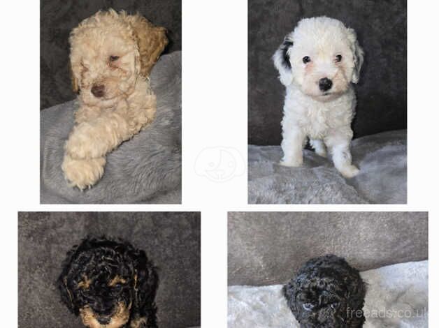 Beautiful Cockapoo puppies available for sale in Salford, Greater Manchester