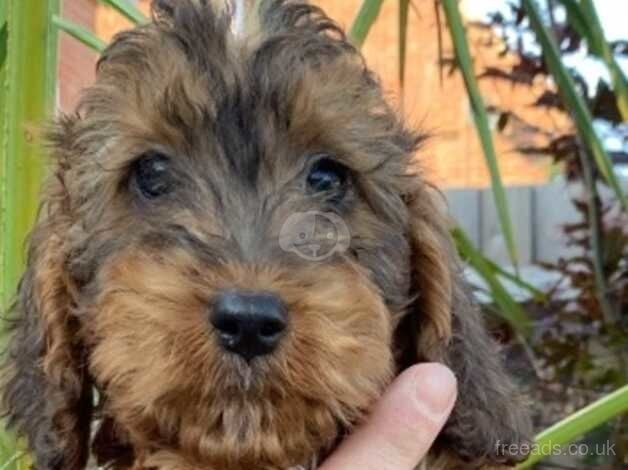 Beautiful Cockapoo puppies boy and girls for sale in Cranleigh, Surrey