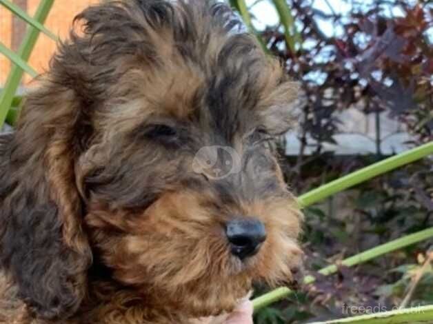 Beautiful Cockapoo puppies boy and girls for sale in Cranleigh, Surrey - Image 2