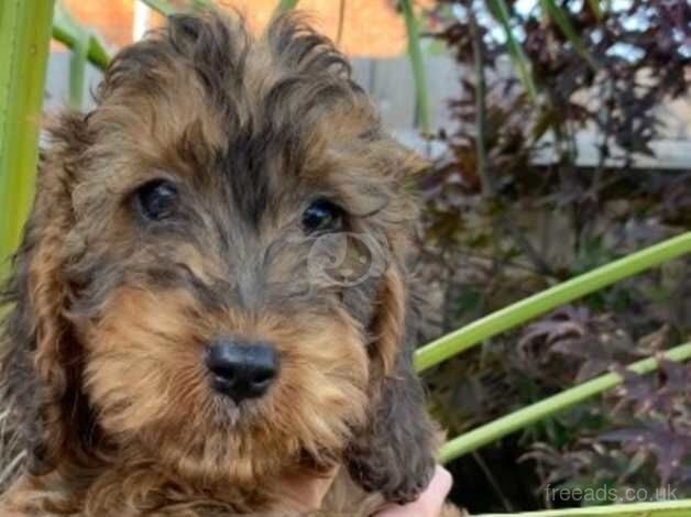 Beautiful Cockapoo puppies boy and girls for sale in Cranleigh, Surrey - Image 3