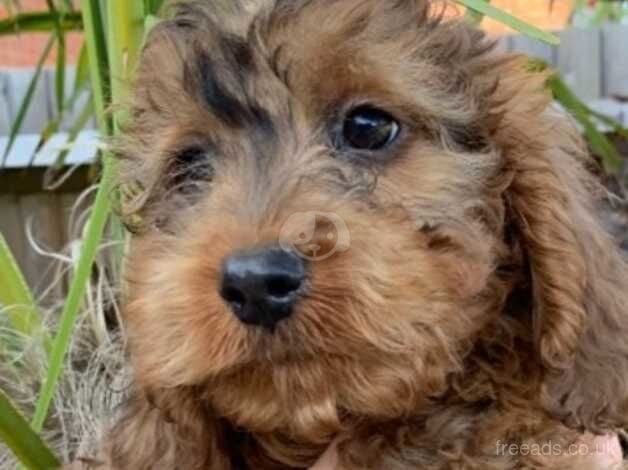 Beautiful Cockapoo puppies boy and girls for sale in Cranleigh, Surrey - Image 4