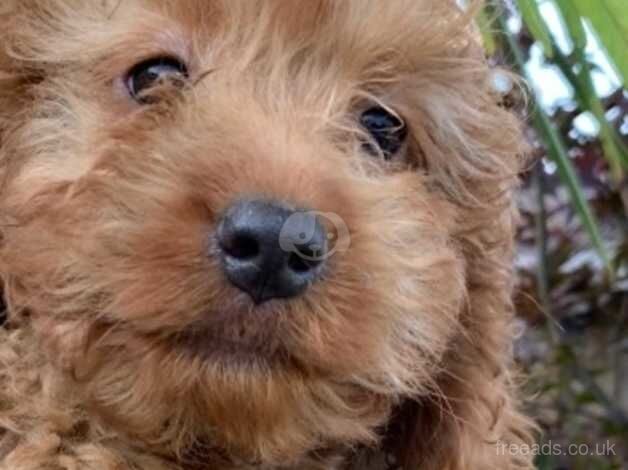 Beautiful Cockapoo puppies boy and girls for sale in Cranleigh, Surrey - Image 5