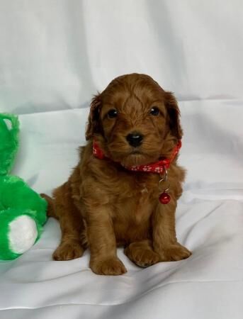 Beautiful Cockapoo puppies DNA tested parents for sale in Leeds, West Yorkshire - Image 1