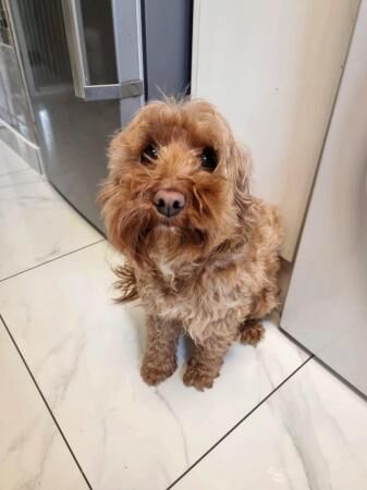 Beautiful Cockapoo puppies DNA tested parents for sale in Leeds, West Yorkshire - Image 4