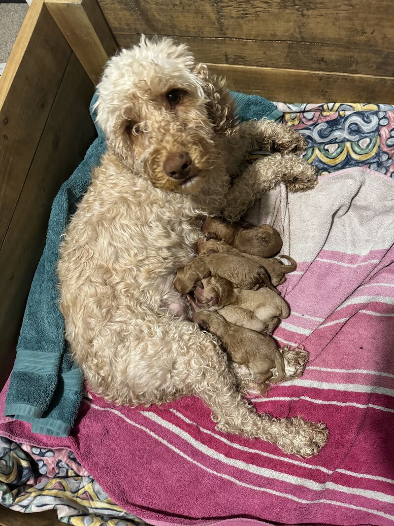 Beautiful cockapoo puppies f1b for sale in Clevedon, Somerset