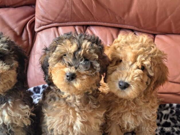 Beautiful cockapoo puppies F1B Available Now for sale in Colchester, Essex - Image 1