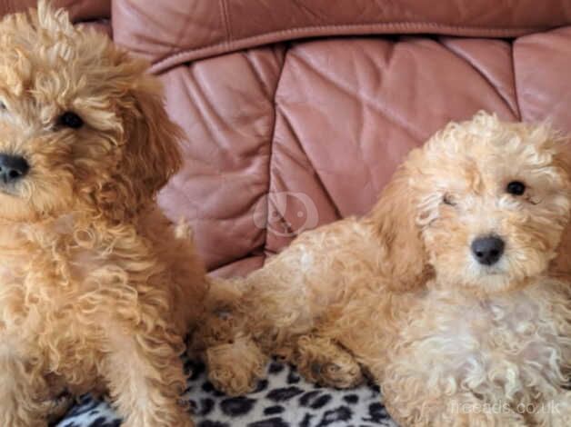 Beautiful cockapoo puppies F1B Available Now for sale in Colchester, Essex - Image 2