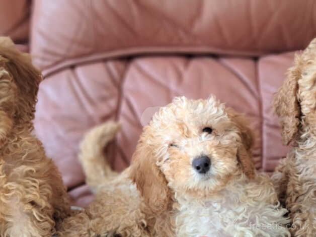 Cockapoo Puppies for sale in Essex