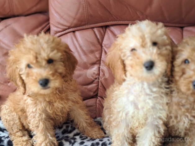 Cockapoo Puppies for sale