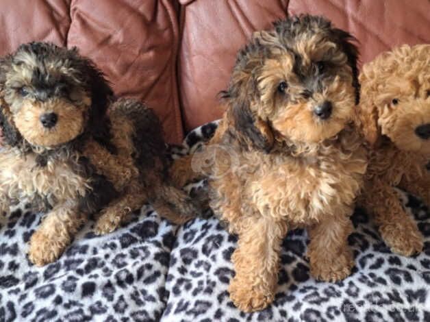 Beautiful cockapoo puppies F1B Available Now for sale in Colchester, Essex - Image 5