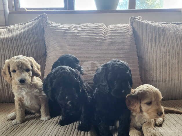 Beautiful Cockapoo Puppies For Sale in Lancashire, Lancashire