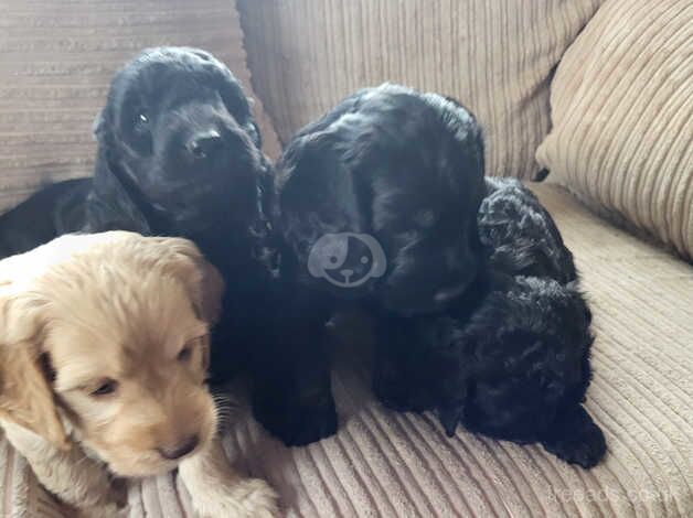 Beautiful Cockapoo Puppies For Sale in Lancashire, Lancashire - Image 4