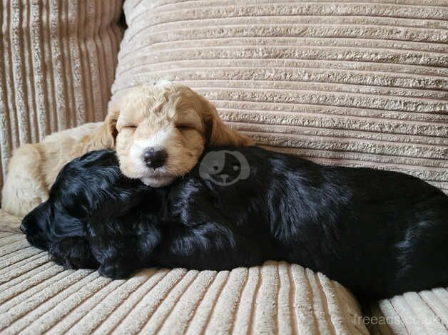 Beautiful Cockapoo Puppies For Sale in Lancashire, Lancashire - Image 5