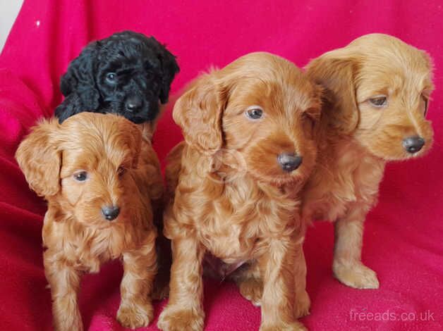 Beautiful Cockapoo Puppies for sale in Oxford, Staffordshire