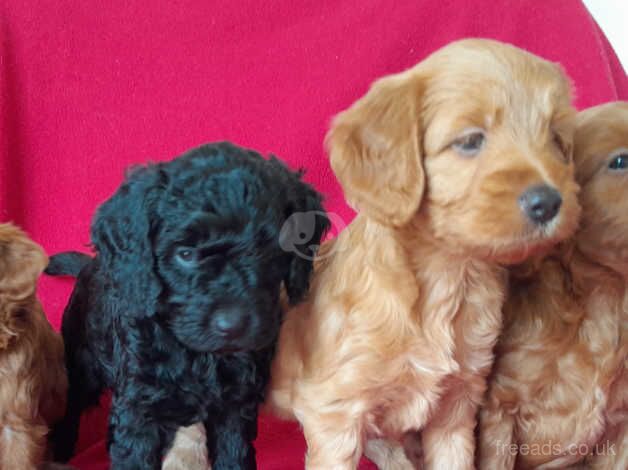 Beautiful Cockapoo Puppies for sale in Oxford, Staffordshire - Image 2