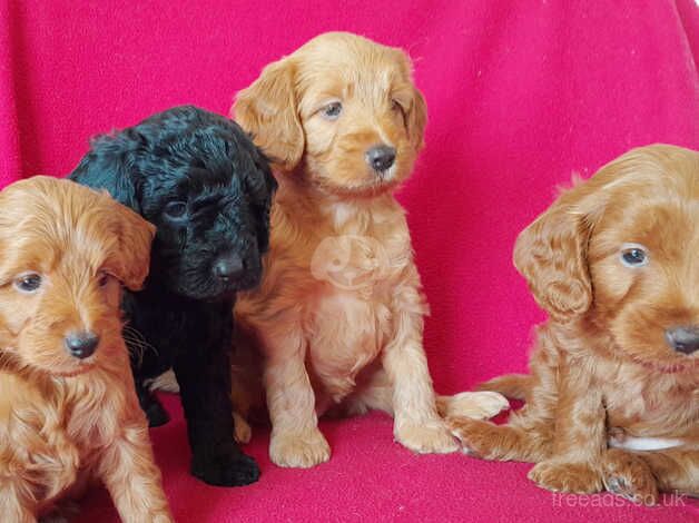 Beautiful Cockapoo Puppies for sale in Oxford, Staffordshire - Image 3